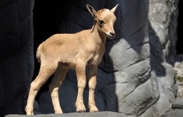 Fotokurs "Tierpark" Hamburg