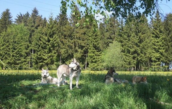 Husky-Trekking Mödingen