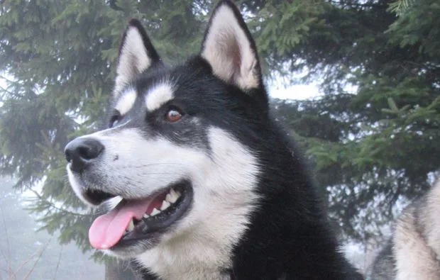 Schlittenhunde-Workshop Bad Herrenalb - 2