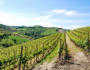 Wildkräuterwanderung durch die Weinberge Worms