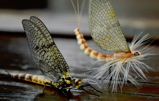 Fliegenfischen Brandenburg an der Havel - 4
