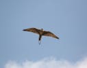 Wanderung mit freifliegenden Greifvögeln Rathenow