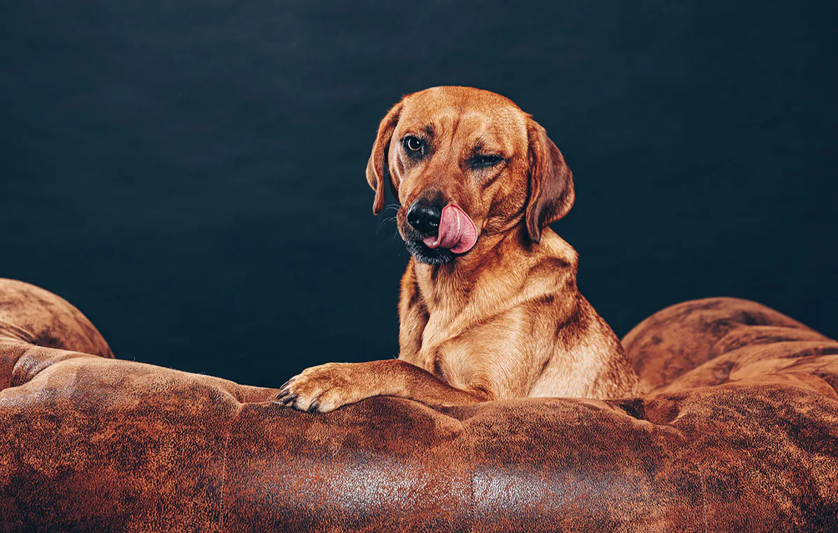 Tier Fotoshooting Nürnberg - 1