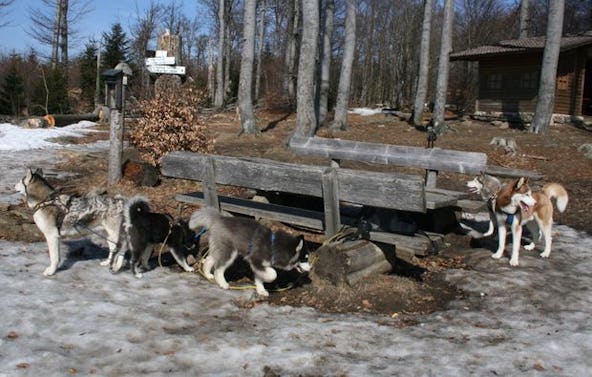 Husky Trekking Kollnburg