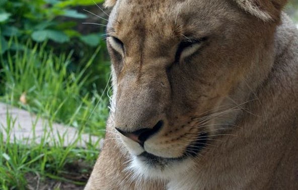 Fotokurs "Erlebnis-Zoo" Hannover