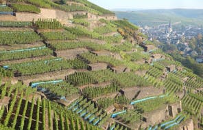 Geführte Weinbergwanderung mit Weinseminar im Ahrtal