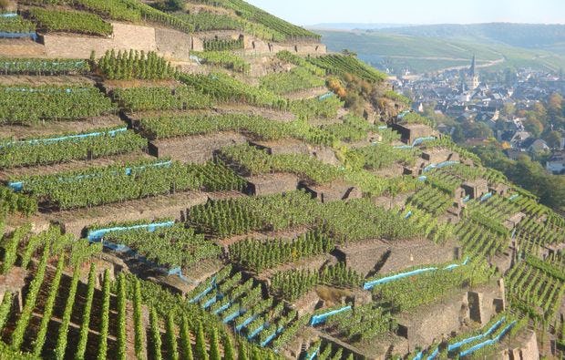 Geführte Weinbergwanderung mit Weinseminar im Ahrtal