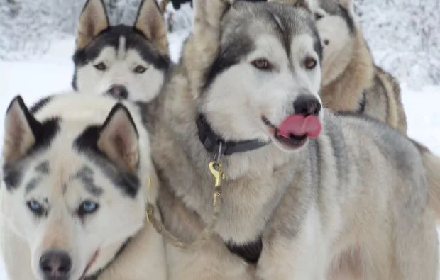 Schlittenhundefahrt Bad Herrenalb für 2