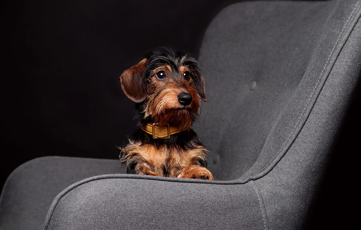 Tier Fotoshooting Oberhausen - 4