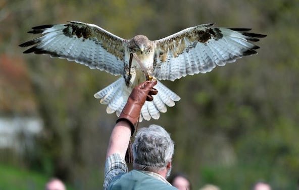 Falkner für einen Tag Riedenburg