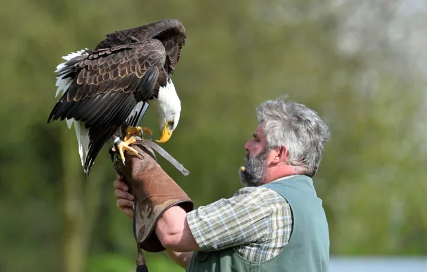 Falkner für einen Tag Riedenburg - 2