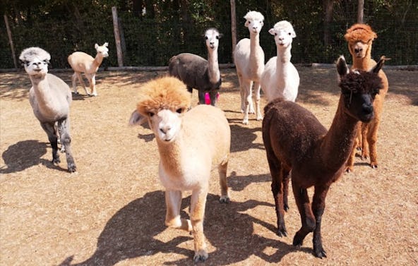 Alpaka Wanderung Querfurt für 2