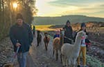 Alpaka Wanderung mit Glühwein Arnstein für 2