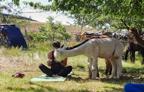 Yoga auf der Alpakawiese Arnstein