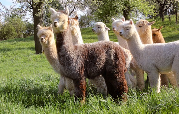 Alpaka Spaziergang Wiederoda