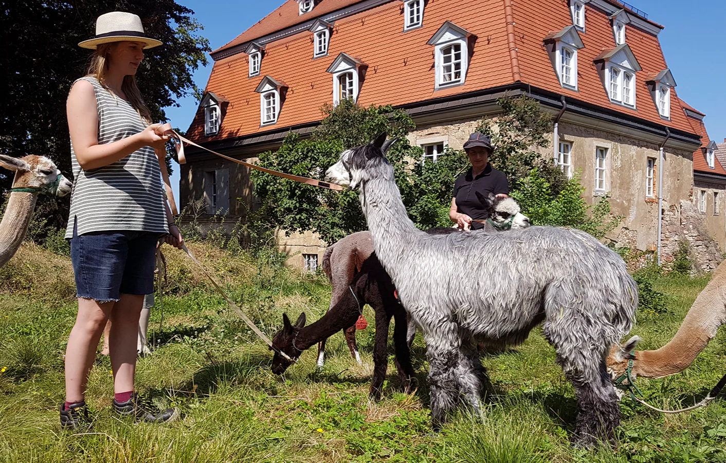 Alpaka Spaziergang Wiederoda für 2 - 4