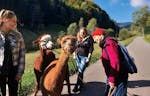 Alpaka Wanderung Kleines Wiesental für 2