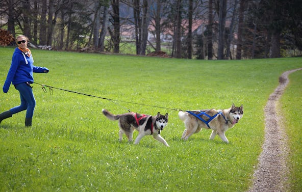 Husky Wanderung Wiedergeltingen