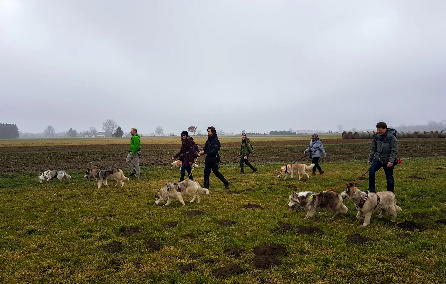 Husky Wanderung Wiedergeltingen - 3