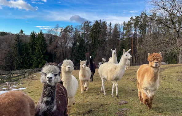 Alpaka Wanderung Tragöß für 2
