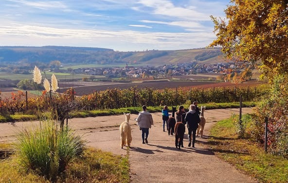 Alpaka Wanderung Dipbach für 2