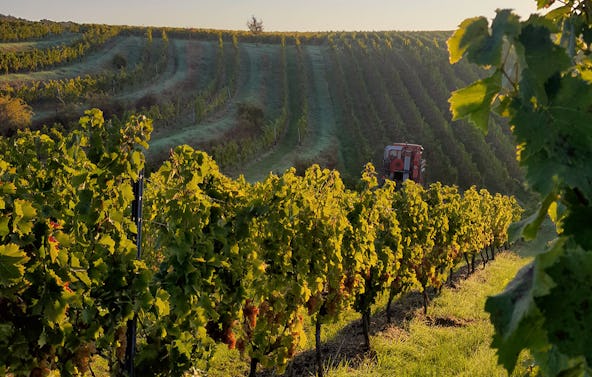 Weinbergrundfahrt mit der Reblaus für 2