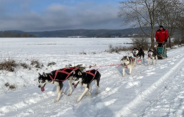 Husky Workshop Neumarkt i.d.OPf.