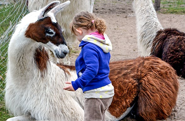 Lama- und Alpaka-Erlebnis Mittenwalde (1-2 Std.)