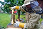 Bienenvolk erstellen Wunstorf