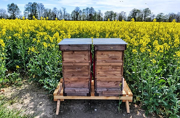 Bienenvolk erstellen Wunstorf