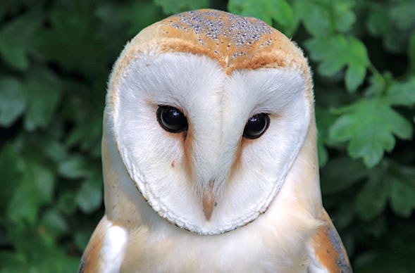 Falkner für einen Tag in Heringsdorf