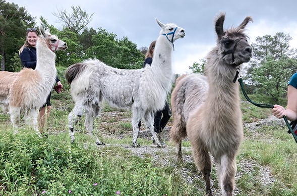 Lama Wanderung & Picknick Retzstadt für 2