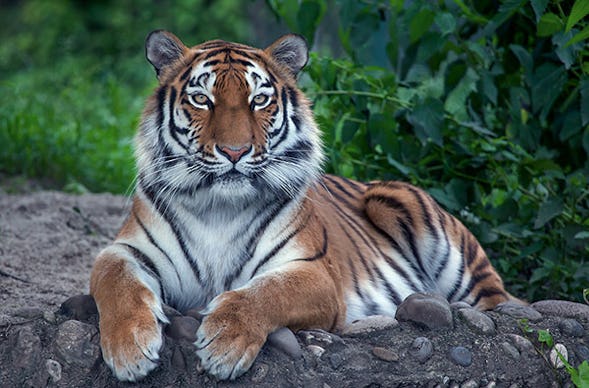 Löwen und Tiger füttern in Lüdinghausen (3,5 Stunden)