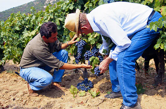 Weinbergtour mit Verkostung in Zürich - 2
