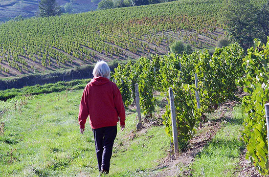 Weinbergtour mit Verkostung in Zürich - 4