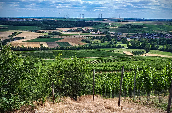 Weinbergwanderung Essenheim - 2