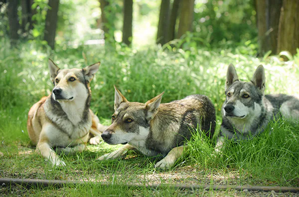 Wolfhund Trekking Büren - 3