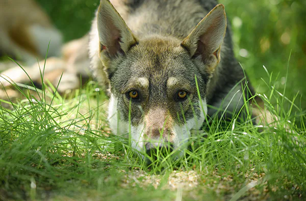 Wolfhund Trekking Büren - 4