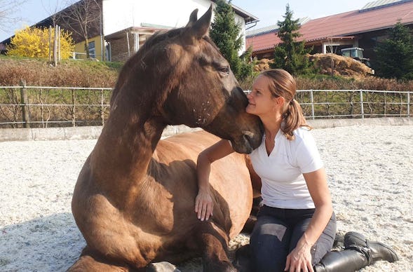 Pferdeflüstern Raum St. Pölten