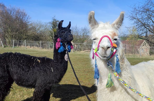 Alpaka Auszeit Schönau-Berzdorf