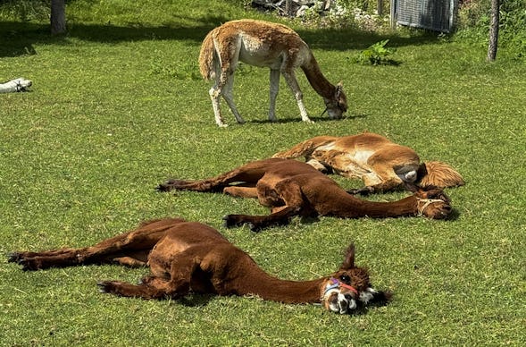 Alpaka Auszeit Übersee