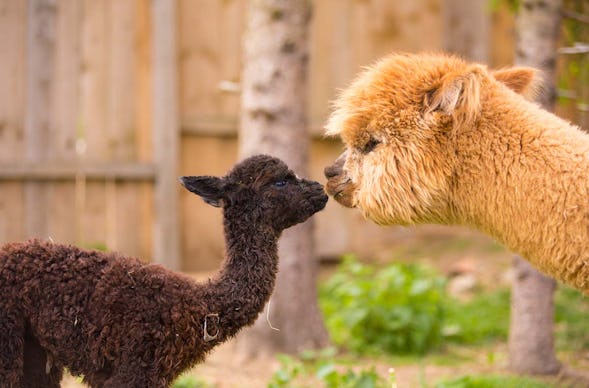 Alpaka-Hofführung Furth im Wald
