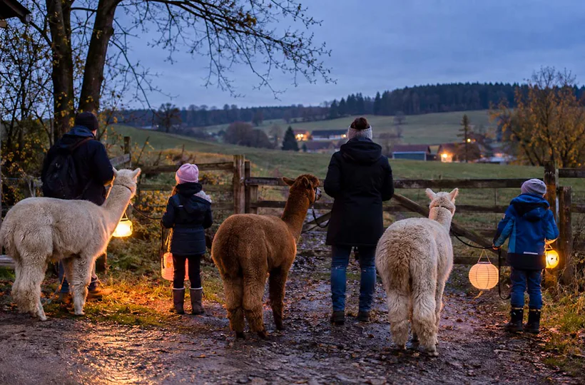 Alpaka Laternenwanderung Taufkirchen
