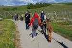 Alpaka-Trekking-Tour für 2 Stadecken-Elsheim