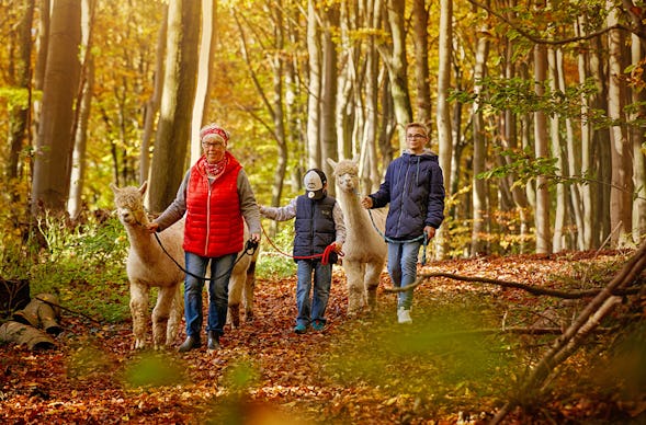 Alpaka Wanderung Bruchhausen für 2