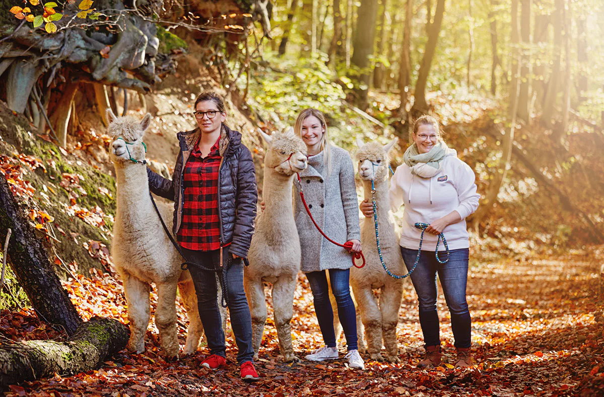 Alpaka Wanderung Bruchhausen für 2 - 3