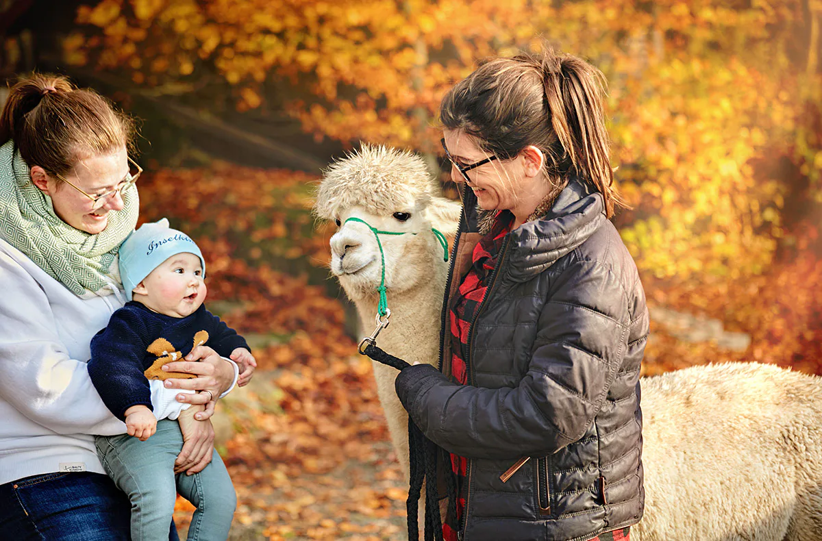 Alpaka Wanderung Bruchhausen für 2 - 4