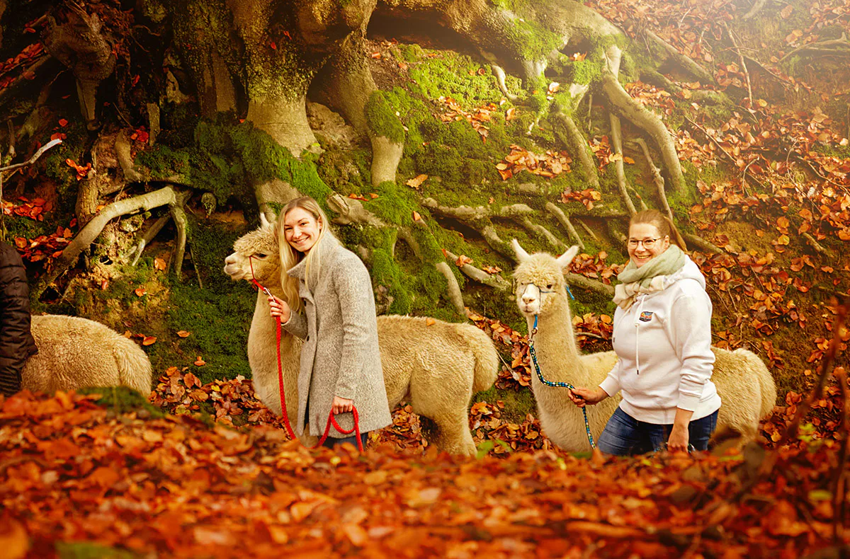 Alpaka Wanderung Bruchhausen für 2 - 5