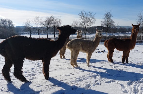 Alpaka Wanderung Eifel für 2