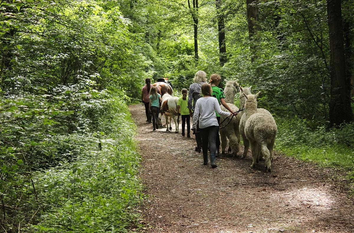Alpaka Wanderung für 2 Münster - 4